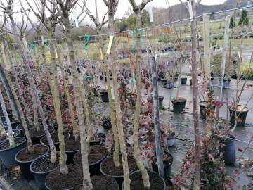 Vente d'arbres fruitiers et plants de légumes près de Tarbes