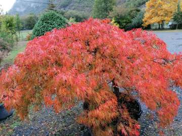 Vente d'érables du Japon près de Tarbes