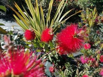Vente de plantes méditerranéennes et tropicales près de Tarbes