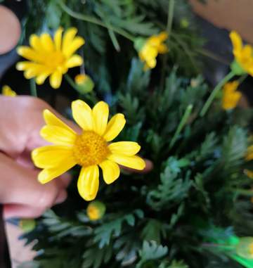 Pépinière : Arrivée des d'arbres fruitiers près de Tarbes Pépinière : Arrivée des d'arbres fruitiers près de Tarbes