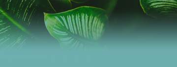 Pépinières des Pyrénées · Arbres, arbustes, plantes, vivaces