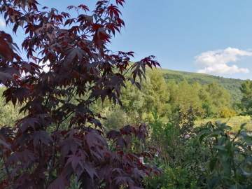Vente d’arbres, arbustes et vivaces à proximité d’Argelès-Gazost