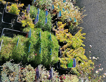 Vente d’arbres, arbustes et vivaces à proximité d’Argelès-Gazost