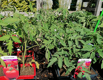 Vente d'arbres fruitiers et plants de légumes près de Tarbes