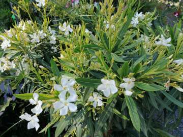 Vente de plantes méditerranéennes et tropicales près de Tarbes