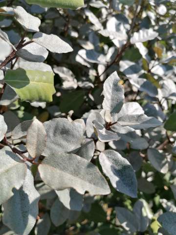 Paysagiste spécialisé en entretien de jardin