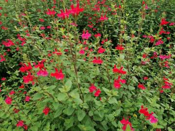 Vente de plantes d’extérieur près de Lourdes