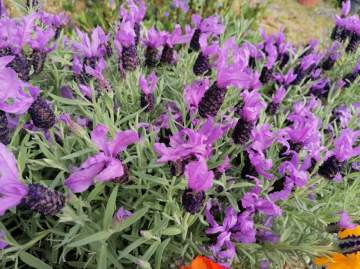 Vente de plantes d’extérieur près de Lourdes