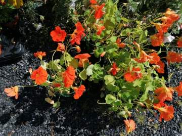 Vente de plantes d’extérieur près de Lourdes