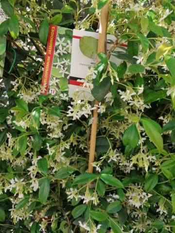 Vente de plantes méditerranéennes et tropicales près de Tarbes