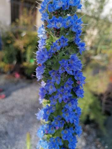 Vente de plantes méditerranéennes et tropicales près de Tarbes
