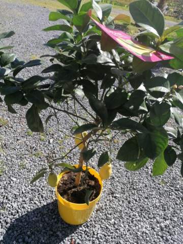 Vente de plantes méditerranéennes et tropicales près de Tarbes