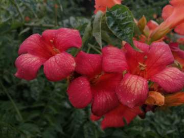 Vente de plantes méditerranéennes et tropicales près de Tarbes
