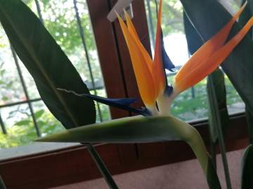 Vente de plantes méditerranéennes et tropicales près de Tarbes